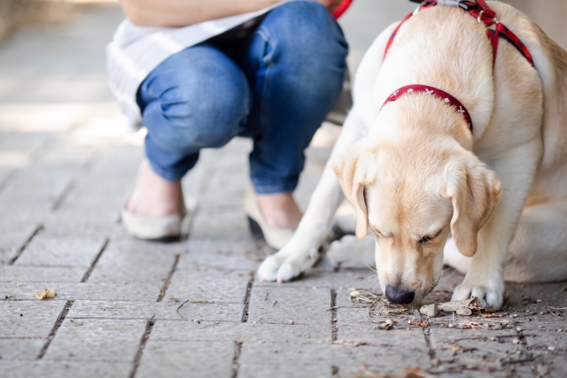 �ӓ�����A��Ă��鎋�o��Q��